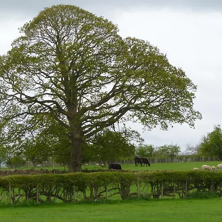 The Ginney Country